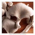 thumbnail image 4 of Setas Marketside 250 g, 4 of 4