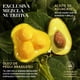 thumbnail image 3 of Herbal Essences Bio:Renew Pequi & Aguacate Crema para Peinar 300 m, 3 of 5