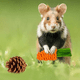 thumbnail image 3 of Juego De Juguetes  Bloosom Masticar Para Hámster Conejo Mascota 10pzs Cafe, 3 of 4