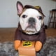 thumbnail image 5 of Disfraz de perro Pet Ups Pal, ropa divertida de Express para perros y gatos, artículos para perros pequeños, medianos y grandes para otoño e invierno (1 paquete, L), 5 of 5