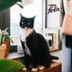 thumbnail image 5 of Alimento para Gato Purina Felix ¡Trocitos Jugosos! Pescado Blanco 85 g, 5 of 6