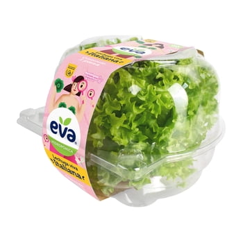 Lechuga Italiana Eva Hidropónica 1 Pieza