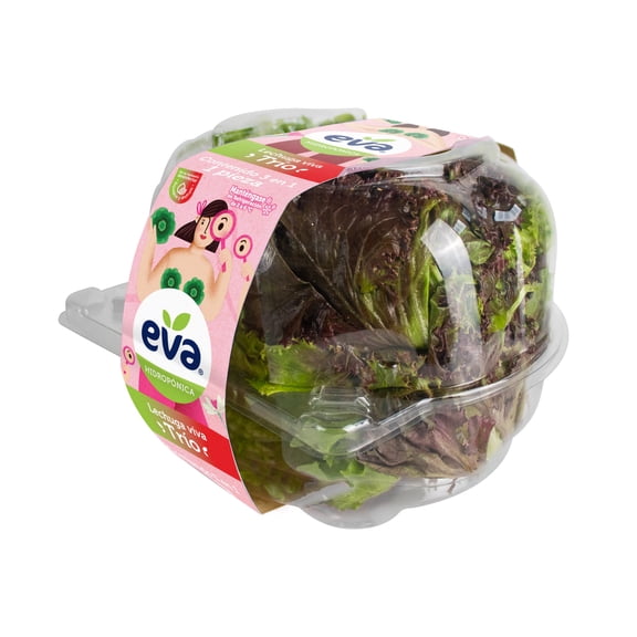 Lechuga Hidropónica Eva Trío Francesa, Italiana Y Rosetta 1 Pieza
