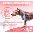 thumbnail image 4 of Aceite De Salmón Omega 3 Y 6 Para Perros Y Gatos 1Litro, 4 of 9