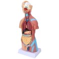 thumbnail image 3 of Modelo de torso humano, modelo educativo extraíble de anatomía del cerebro del cuerpo para la enseñanza del hospital escolar de 17,7 pulgadas, 3 of 12