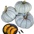 thumbnail image 3 of Calabaza Pastel, 3 of 8
