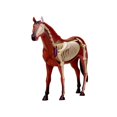 thumbnail image 5 of Modelo 4D de anatomía animal: juguete educativo de inteligencia para montar sobre caballos., 5 of 5