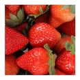 thumbnail image 4 of Fresa Fresca 454 G, 4 of 9