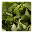 thumbnail image 3 of Verduras Frescas Verdolagas Por Kilo, 3 of 7