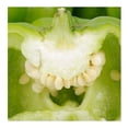 thumbnail image 2 of Chile dulce por kilo, 2 of 5