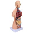 thumbnail image 4 of Modelo de torso humano, modelo educativo extraíble de anatomía del cerebro del cuerpo para la enseñanza del hospital escolar de 17,7 pulgadas, 4 of 12