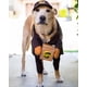 thumbnail image 3 of Disfraz de perro Pet Ups Pal, ropa divertida de Express para perros y gatos, artículos para perros pequeños, medianos y grandes para otoño e invierno (1 paquete, L), 3 of 5