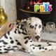 thumbnail image 3 of Goma Limpiadora de Pelo Fancy Pets Expert Grooming para Perro, 3 of 7