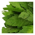 thumbnail image 2 of Epazote por pieza, 2 of 7
