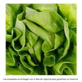 thumbnail image 3 of Lechuga Mini Francesa Eva Hidropónica 2 Piezas, 3 of 6
