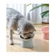 thumbnail image 3 of 2pz Plato Xtellar verde Comedero Inclinado Elevado Para Gato Perro Mascota, 3 of 5