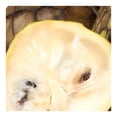 thumbnail image 4 of Chirimoya por kilo, 4 of 5