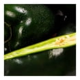 thumbnail image 3 of Chile Poblano Por Kilo, 3 of 5