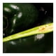 thumbnail image 3 of Chile Poblano Por Kilo, 3 of 5