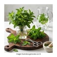 thumbnail image 4 of Hierba Buena por Pieza, 4 of 5