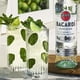 thumbnail image 4 of Pack de 12 Ron Bacardí Blanco 700 ml Bacardí, 4 of 4