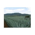 thumbnail image 3 of Pack de 6 Tequila Don Julio 1942 750 ml, 3 of 3