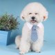 thumbnail image 2 of Mascotas, perros, gatos, corbatas con cuello blanco, corbata ajustable para cachorros, para accesorios de boda, tamaño L (rayas azules y grises), 2 of 5