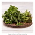 thumbnail image 2 of Verduras Frescas Verdolagas Por Kilo, 2 of 7