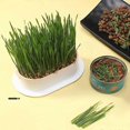 thumbnail image 2 of Pet Cat Sprout Dish Growing Pot Hydroponic Plant Cat Grass Germination Digestion Starter Dish Greenhouse Grow Box Garden Tools, 2 of 5
