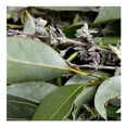 thumbnail image 2 of Hierbas de Olor por Pieza, 2 of 6