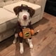 thumbnail image 1 of Disfraz de perro Pet Ups Pal, ropa divertida de Express para perros y gatos, artículos para perros pequeños, medianos y grandes para otoño e invierno (1 paquete, L), 1 of 5