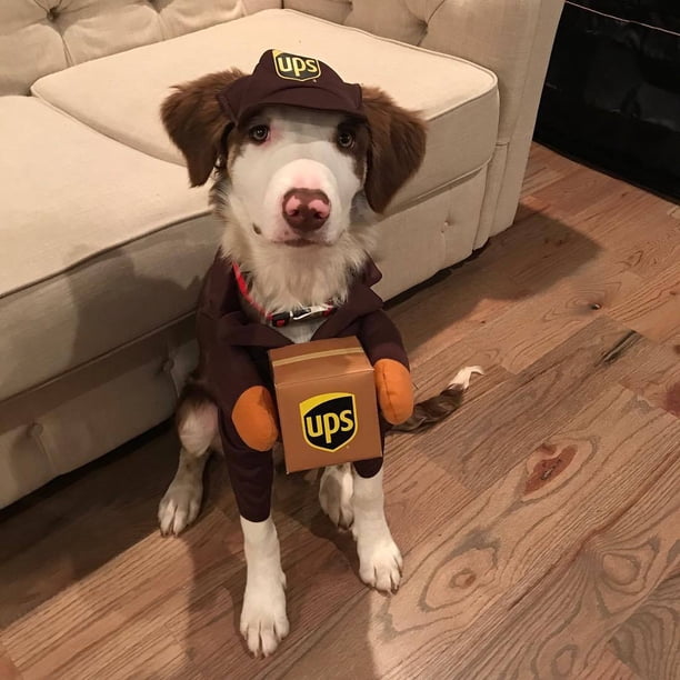 Disfraz de perro Pet Ups Pal, ropa divertida de Express para perros y gatos, artículos para perros pequeños, medianos y grandes para otoño e invierno (1 paquete, L)