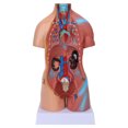 thumbnail image 2 of Modelo de torso humano, modelo educativo extraíble de anatomía del cerebro del cuerpo para la enseñanza del hospital escolar de 17,7 pulgadas, 2 of 12