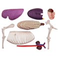 thumbnail image 4 of Modelo 4D de anatomía animal: juguete educativo de inteligencia para montar sobre caballos., 4 of 5