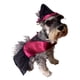 thumbnail image 1 of Disfraz Bruja Perro Halloween Talla 00 Mascota Pet Pals, 1 of 4