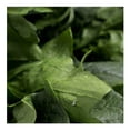 thumbnail image 4 of Espinaca Fresca Por Pieza De, 4 of 5