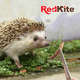 thumbnail image 3 of Snack Larva de Mosca Soldado RedKite para Hurones Erizos y Mapaches Proteína Alta, 3 of 3