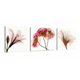 thumbnail image 1 of Set Cuadros Flores Minimalista Moderno Naturaleza En Canvas Algodón No Sintetico Con Bastidor Madera, 1 of 4
