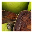 thumbnail image 3 of Zapote negro por kilo, 3 of 5