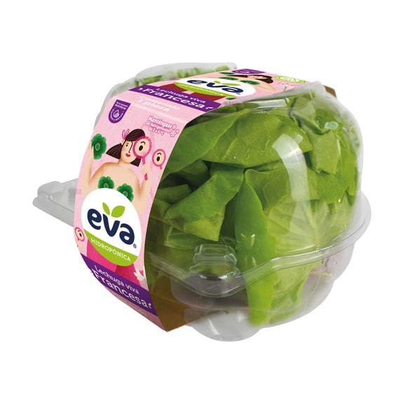 Lechuga Francesa Eva Hidropónica Fresca 1 Pieza
