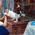 thumbnail image 4 of 1 juego de perrera plegable para perros y gatos, jaula práctica para mascotas, jaula de alambre de hierro., 4 of 6