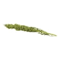 thumbnail image 1 of Huauzontle por Kilo, 1 of 5