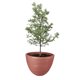 thumbnail image 1 of Atmos Homeware Macetas Decorativas para Interior y Exterior |  1 Maceta Grande de Plástico con Capacidad para 45 Litros | Modelo Kun color Terracota 1 Piezas., 1 of 6