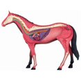 thumbnail image 2 of Modelo 4D de anatomía animal: juguete educativo de inteligencia para montar sobre caballos., 2 of 5