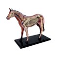 thumbnail image 1 of Modelo 4D de anatomía animal: juguete educativo de inteligencia para montar sobre caballos., 1 of 5
