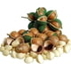 thumbnail image 5 of Macadamia Orgánica con Cascara Macadamia Natural Con Cascara 2Kg Nuez Macadamia  Orgánica Con Cascara Natural., 5 of 5