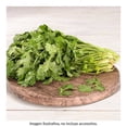 thumbnail image 2 of Cilantro por Pieza, 2 of 5