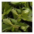 thumbnail image 3 of Hierba Buena por Pieza, 3 of 5