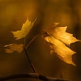 thumbnail image 4 of Lente SIGMA 56mm F1.4 DC DN (C) -RF, 4 of 4
