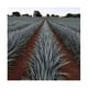 thumbnail image 3 of Tequila 7 leguas Blanco 1 litro, 3 of 3